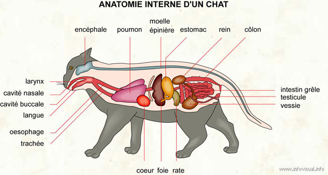 Anatomie interne d'un chat (Dictionnaire Visuel)